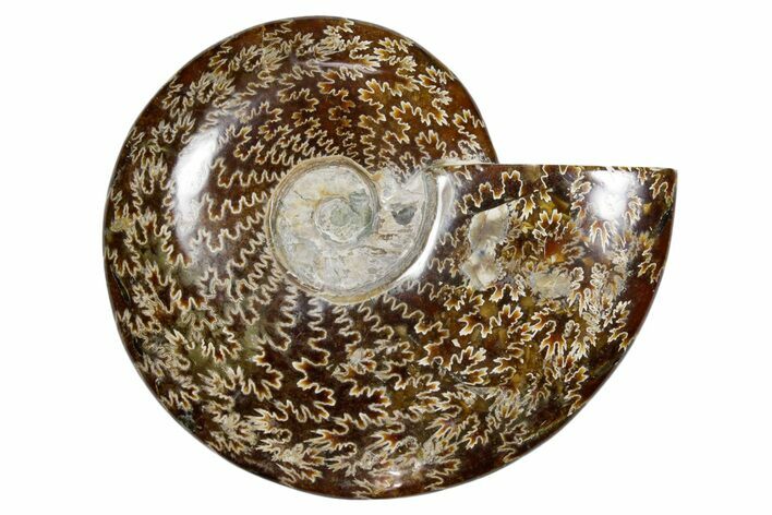 Polished Fossil Ammonite (Cleoniceras) - Madagascar #349170